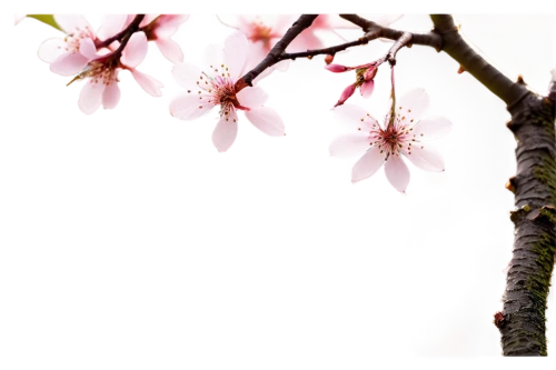 plum blossoms,cherry blossom branch,plum blossom,apricot flowers,japanese floral background,apricot blossom,japanese sakura background,prunus,peach blossom,flowering cherry,ornamental cherry,cherry branches,sakura branch,japanese cherry,japanese carnation cherry,japanese flowering crabapple,spring background,japanese cherry blossom,tree blossoms,sakura tree,Photography,Fashion Photography,Fashion Photography 15