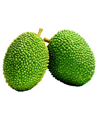 breadfruit,kaki fruit,chayote,avacado,durian seed,jackfruit,aegle marmelos,mangifera,pitahaya,soursop,durian,muskmelon,coxinha,artocarpus,kiwi fruit,cocos nucifera,kiwifruit,accessory fruit,common guava,pitahaja,Conceptual Art,Oil color,Oil Color 13