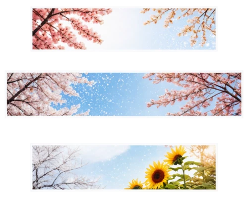 4 seasons,japanese floral background,four seasons,flower banners,flower background,seasons,floral background,sunflower lace background,japanese sakura background,sakura trees,floral digital background,gradient effect,banner set,color frame,takato cherry blossoms,spring background,flower frames,spring leaf background,flowers frame,wood daisy background,Illustration,Paper based,Paper Based 20