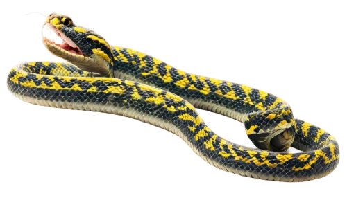 carpet python,yellow python,python,western terrestrial garter snake,venomous snake,common garter snake,pointed snake,snakebite,burmese python,emperor snake,hognose snake,garter snake,anaconda,king cobra,net python,tiger python,kingsnake,serpentes,snake kawaii,constrictor,Illustration,Retro,Retro 23