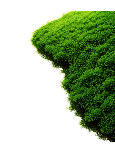 intensely green hornbeam wallpaper,green wallpaper,eco,growing green,aaa,green background,ecological sustainable development,green tree,green landscape,environmentally sustainable,tree moss,patrol,green plant,hedge,fir green,cleanup,vegetation,green trees,block of grass,green plants,Illustration,Vector,Vector 14