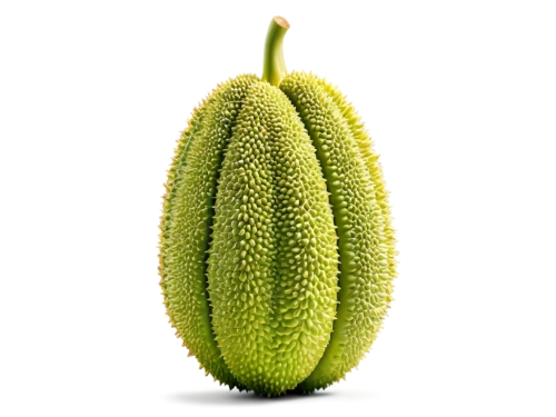 pitahaja,chayote,pitahaya,cucumis,schisandraceae,mangifera,jackfruit,durian seed,avacado,cocos nucifera,peperoncini,oleaceae,rabihorcado,saba banana,muskmelon,pepino,durian,salak,cucuzza squash,avo,Conceptual Art,Daily,Daily 13