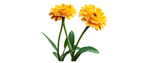 flowers png,defense,calenduleae,calendula,yellow orange tulip,the trumpet daffodil,daffodils,turkestan tulip,hemerocallis,calendula officinalis,tulipa,xerochrysum bracteatumm,calendula suffruticosa,day lily plants,asteraceae,gazania,cleanup,fritillaria imperialis,euryops,chloraea,Photography,Fashion Photography,Fashion Photography 14