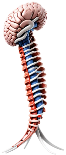 spines,cervical spine,rmuscles,hippocampus,brain structure,spine,brain icon,magnetic resonance imaging,receptor,nerve cell,cerebrum,dna helix,synapse,electromagnet,connective tissue,neurath,neurology,helical,the structure of the,cell membrane,Conceptual Art,Fantasy,Fantasy 26