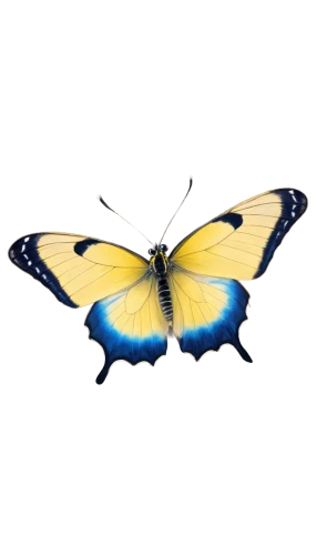 butterfly vector,hesperia (butterfly),butterfly clip art,ulysses butterfly,morpho peleides,morpho butterfly,blue morpho butterfly,blue morpho,palamedes swallowtail,pipevine swallowtail,morpho,blue butterfly background,melanargia,white admiral or red spotted purple,hybrid black swallowtail butterfly,euphydryas,brush-footed butterfly,mazarine blue butterfly,melanargia galathea,french butterfly,Conceptual Art,Daily,Daily 04