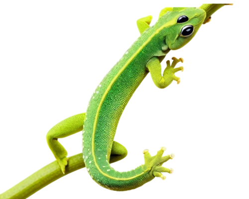 day gecko,patrol,gecko,green lizard,wonder gecko,malagasy taggecko,european green lizard, anole,anole,carolina anole,emerald lizard,green frog,green crested lizard,aaa,cleanup,wall,turkish gecko,green,yemen chameleon,eleutherodactylus,Conceptual Art,Graffiti Art,Graffiti Art 02