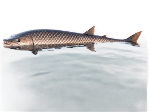 common carp,pacific sturgeon,giant carp,chinese sturgeon,oncorhynchus,brocade carp,lake sturgeon,sturgeon,redfish,arapaima,barramundi,tobaccofish,gar,remora,fjord trout,northern pike,anodorhynchus,philomachus pugnax,acanthorhynchus tenuirostris,freshwater fish,Illustration,Japanese style,Japanese Style 17