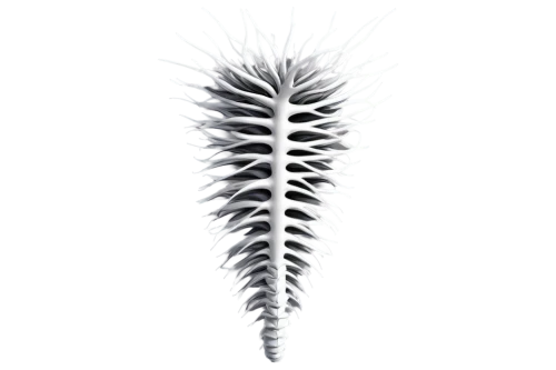 spines,spiny,chicken feather,peacock feather,spiky,feather bristle grass,card thistle,porcupine,hawk feather,frond,lamella,pigeon feather,bird feather,hair comb,spear thistle,citronella,cockscomb,new world porcupine,spine,maguey worm,Illustration,Black and White,Black and White 01