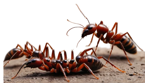 fire ants,ants,mound-building termites,centipede,ant,carpenter ant,earwigs,arthropods,earwig,termite,ant hill,red bugs,colubridae,wasps,agalychnis,black ant,madagascar hissing cockroach,insects,dengue,axyridis,Art,Classical Oil Painting,Classical Oil Painting 30