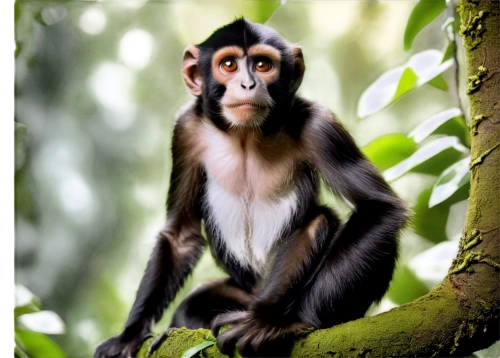 cercopithecus neglectus,white-fronted capuchin,long tailed macaque,common chimpanzee,colobus,crab-eating macaque,white-headed capuchin,guenon,tufted capuchin,macaque,langur,siamang,primate,chimpanzee,rhesus macaque,bonobo,barbary monkey,celebes crested macaque,de brazza's monkey,uakari,Photography,Black and white photography,Black and White Photography 12