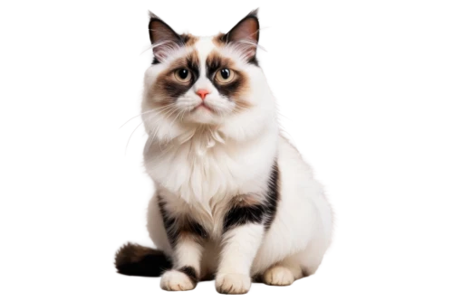 british longhair cat,birman,domestic long-haired cat,siamese cat,japanese bobtail,turkish angora,british semi-longhair,american bobtail,british longhair,breed cat,kurilian bobtail,cat vector,siberian cat,siamese,turkish van,calico cat,norwegian forest cat,cat image,ragdoll,cute cat,Illustration,Retro,Retro 18