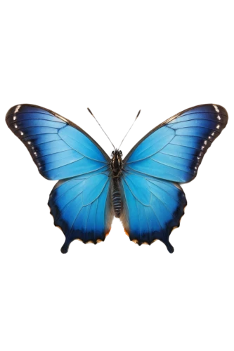 white admiral or red spotted purple,morpho butterfly,morpho peleides,morpho,blue morpho,blue morpho butterfly,pipevine swallowtail,butterfly vector,blue butterfly background,ulysses butterfly,hesperia (butterfly),mazarine blue butterfly,butterfly clip art,melanargia,papillon,blue butterfly,papilio,limenitis,lepidoptera,butterfly isolated,Photography,Black and white photography,Black and White Photography 05