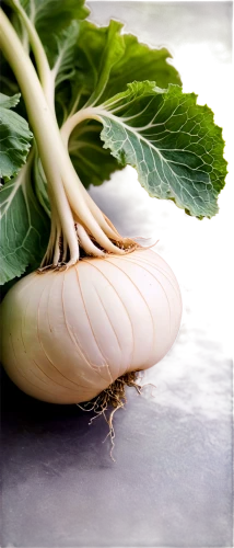 daikon,kohlrabi,turnips,white turnip,endive,radish,pak-choi,clove garlic,persian onion,shallot,fennel,clove of garlic,chinese cabbage,a clove of garlic,cacciucco,bulgarian onion,celeriac,horseradish,white cabbage,arrowroot,Illustration,Retro,Retro 08