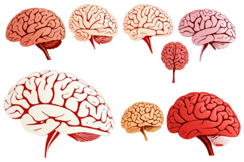 brain icon,cerebrum,brain structure,human brain,brain,neurology,cognitive psychology,neurons,brain cells,brainy,medical illustration,neurath,neural pathways,magnetic resonance imaging,medical imaging,neural,neural network,brain storming,emotional intelligence,vector images,Unique,Design,Sticker