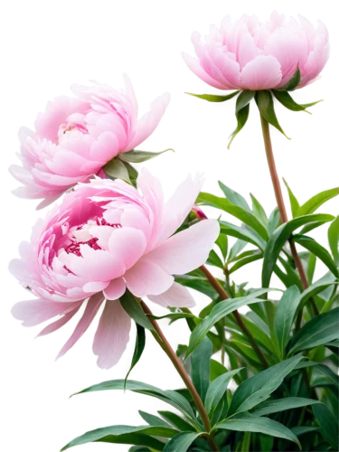 peony pink,common peony,pink peony,chinese peony,wild peony,peonies,peony,flowers png,pink lisianthus,pink chrysanthemum,peony bouquet,pink chrysanthemums,pink carnation,pink carnations,pink dahlias,dahlia pink,carnation of india,peony frame,flower background,pink flowers,Illustration,Realistic Fantasy,Realistic Fantasy 46