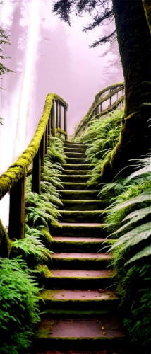 winding steps,stairway to heaven,aaa,the mystical path,stone stairway,stairway,stairs,forest path,ascending,tree top path,steps,patrol,staircase,outside staircase,wooden stairs,forest of dreams,the path,hiking path,elven forest,stone stairs,Illustration,Black and White,Black and White 15