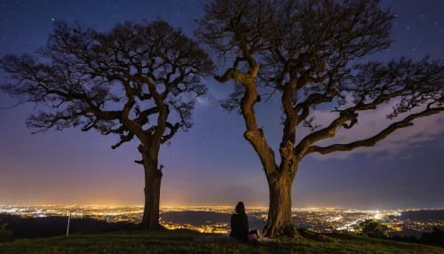 walnut trees,night photography,upward tree position,tree toppers,celtic tree,night photograph,montefiascone,chestnut trees,tree lights,bare tree,trees with stitching,plane trees,bathgate hills,nightscape,night photo,night image,the trees,bare trees,halloween bare trees,two oaks,Photography,General,Realistic