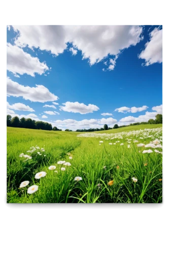 meadow landscape,grassland,landscape background,grasslands,cornflower field,meadow fescue,salt meadow landscape,cotton grass,field of cereals,bluish white clover,farm background,artificial grass,stitchwort,green landscape,small meadow,arrowgrass,green meadow,homeopathically,wheat germ grass,background vector,Illustration,Paper based,Paper Based 13