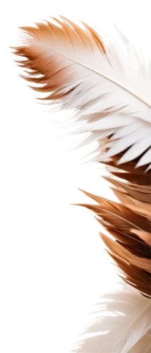 hawk feather,white feather,chicken feather,beak feathers,feathers bird,swan feather,feather,bird feather,color feathers,feathers,bird wing,parrot feathers,pigeon feather,prince of wales feathers,bearded vulture,feather headdress,feather jewelry,ferruginous hawk,fish eagle,feathery,Illustration,Abstract Fantasy,Abstract Fantasy 14