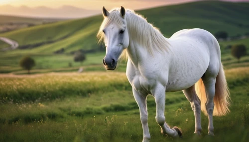 albino horse,a white horse,white horse,beautiful horses,white horses,arabian horse,iceland horse,equine,belgian horse,arabian horses,equines,icelandic horse,dream horse,mustang horse,wild horse,portrait animal horse,hay horse,colorful horse,quarterhorse,palomino,Photography,General,Commercial