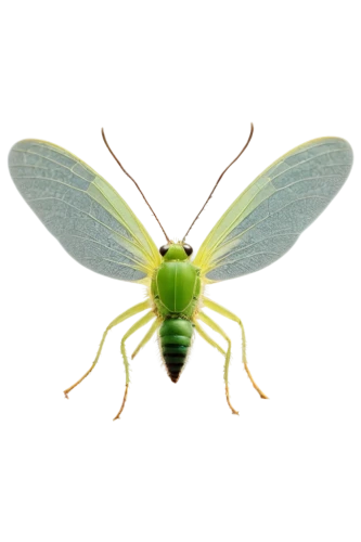 leafhopper,halictidae,insect,chrysops,eumenidae,patrol,hymenoptera,elapidae,auroraboralis,sawfly,membrane-winged insect,chelydridae,cicada,miridae,drosophila,myrciaria,muroidea,cyprinidae,aaa,green stink bug,Photography,Documentary Photography,Documentary Photography 07