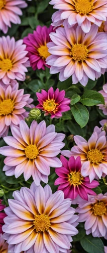 gerbera daisies,australian daisies,pink daisies,colorful daisy,african daisies,pink chrysanthemums,osteospermum,barberton daisies,chrysanthemum background,flowers png,blanket of flowers,colorful flowers,siberian chrysanthemum,wood daisy background,pink chrysanthemum,floral digital background,chrysanthemum flowers,flower background,chrysanthemums,daisy flowers,Photography,General,Realistic