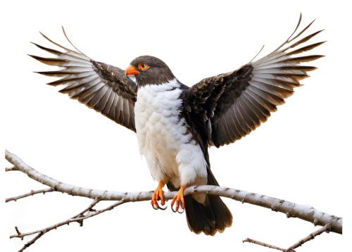 ferruginous hawk,sharp shinned hawk,lanner falcon,red tailed kite,galliformes,pale chanting goshawk,aplomado falcon,red-tailed,black-shouldered kite,northern goshawk,sparrow hawk,sparrowhawk,australian zebra finch,saker falcon,falconiformes,cooper's hawk,crested hawk-eagle,broad winged hawk,coopers hawk,new zealand falcon,Art,Artistic Painting,Artistic Painting 24