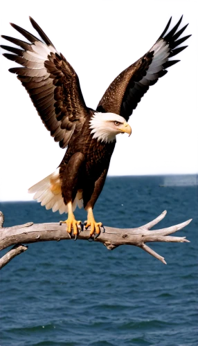 sea eagle,sea head eagle,steller's sea eagle,giant sea eagle,bald eagles,african fishing eagle,white-tailed eagle,white tailed eagle,sea hawk,fish eagle,eagles,eagle eastern,of prey eagle,eagle,african eagle,bald eagle,american bald eagle,eagle vector,african fish eagle,mongolian eagle,Illustration,Realistic Fantasy,Realistic Fantasy 19
