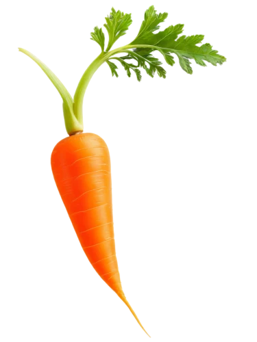 carrot,carrots,love carrot,carrot salad,baby carrot,big carrot,carrot pattern,carrot juice,carrot print,patrol,root vegetable,vegetable,wall,defense,a vegetable,orange,chile de árbol,sofrito,vegetable outlines,veggie,Illustration,Japanese style,Japanese Style 21