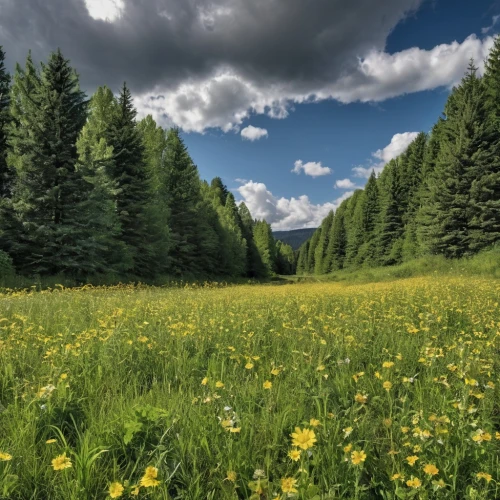 meadow and forest,alpine meadow,meadow landscape,mountain meadow,carpathians,temperate coniferous forest,alpine meadows,wild meadow,spring meadow,bavarian forest,green meadow,berchtesgaden national park,bucovina romania,summer meadow,salt meadow landscape,northern black forest,bucovina,meadow,small meadow,mountain meadow hay