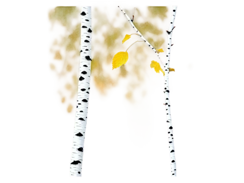 birch tree illustration,birch tree background,birch trees,birch tree,birch sap,wind chime,pennant garland,catkins,willow catkin,wind chimes,birch forest,american aspen,goldfinches,christmas snowflake banner,birds on a branch,birds on branch,st andrews cross spider,forsythia,bookmark with flowers,party garland,Illustration,Paper based,Paper Based 07