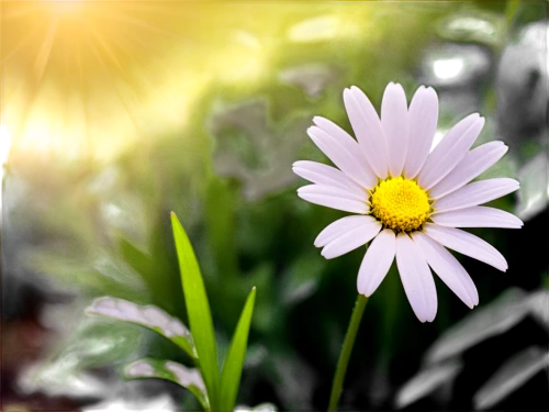 daisy flower,shasta daisy,marguerite daisy,wood daisy background,perennial daisy,daisy flowers,flower background,leucanthemum,small sun flower,sun daisies,colorful daisy,oxeye daisy,common daisy,white daisies,african daisy,australian daisies,erdsonne flower,daisies,daisy heart,autumn daisy,Art,Artistic Painting,Artistic Painting 46