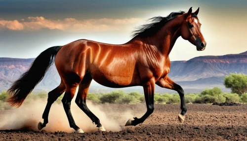 arabian horse,quarterhorse,belgian horse,mustang horse,wild horse,equine,beautiful horses,colorful horse,arabian horses,draft horse,painted horse,dream horse,thoroughbred arabian,clydesdale,brown horse,equines,buckskin,horsemanship,australian pony,wild horses,Photography,General,Realistic