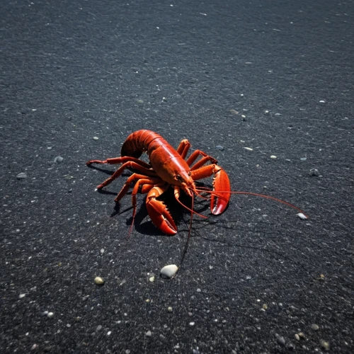 christmas island red crab,the beach crab,crustacean,crayfish 1,crayfish,the crayfish 2,snow crab,crustaceans,crab 1,river crayfish,red cliff crab,fiddler crab,american lobster,crab 2,crab,square crab,lobster,crayfish party,ten-footed crab,hermit crab,Photography,Black and white photography,Black and White Photography 04