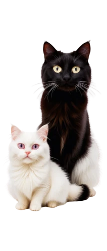 pet vitamins & supplements,pet black,two cats,cat image,cats angora,salt and pepper shakers,american shorthair,breed cat,cat family,turkish van,cat and mouse,felines,the cat and the,japanese bobtail,cat lovers,personal grooming,turkish angora,cat vector,cats,cute cat,Photography,Black and white photography,Black and White Photography 06