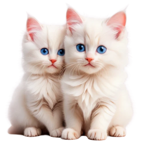 turkish van,blue eyes cat,kittens,birman,white cat,two cats,cat with blue eyes,turkish angora,cute cat,baby cats,cute animals,japanese bobtail,siamese,siamese cat,felines,breed cat,cats angora,cat image,cat lovers,cats,Illustration,Paper based,Paper Based 16