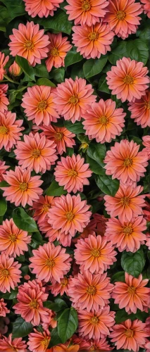 chrysanthemum background,pink chrysanthemums,pink water lilies,pink daisies,flower background,gerbera daisies,flower pattern,floral digital background,wood daisy background,pink chrysanthemum,garden chrysanthemums,chrysanthemums bush,flower carpet,chrysanthemums,floral border,deep coral zinnia,garden chrysanthemum,flowers pattern,alstroemeriaceae,floral background,Photography,General,Realistic