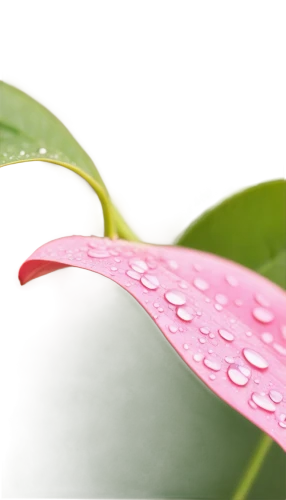 rain lily,dewdrops,drops plant leaves,rainwater drops,dewdrop,rainy leaf,raindrop,waterdrops,dew droplets,dew drops,dew drop,water droplets,droplets,raindrops,rain droplets,water lily leaf,dew drops on flower,magnolia leaf,droplet,water drops,Illustration,Retro,Retro 04