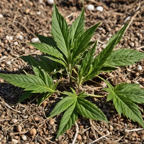 japanese mugwort,mugwort,non-vascular land plant,afghani,motherwort,medicinal plant,crop plant,epilobium angustifolium,mexican mint,ruellia simplex,poison plant in 2018,stevia rebaudiana,garden plant,meadow foamwort,terrestrial plant,young leaves,outdoor plants,oil-related plant,small plant,fleabane,Photography,General,Realistic