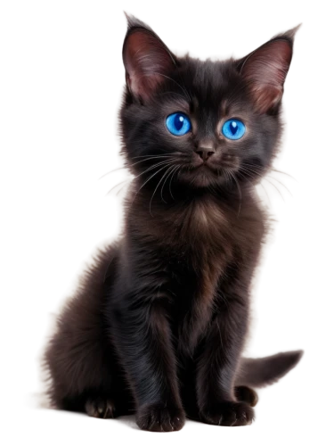 cat with blue eyes,blue eyes cat,cat on a blue background,blue eyes,pet black,the blue eye,blue eye,breed cat,cat vector,cute cat,siamese cat,baby blue eyes,cat's eyes,ojos azules,kitten,domestic short-haired cat,russian blue,black cat,european shorthair,cat image,Illustration,Paper based,Paper Based 13