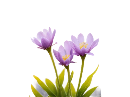 saffron crocus,spring crocus,purple crocus,flowers png,crocus vernus,cretan crocus,crocus,crocuses,crocus flowers,crocuss,tulipan violet,tulipa,violet tulip,tulip background,tulipa tarda,centaurium,tulipa humilis,freesia,snow crocus,freesias,Conceptual Art,Daily,Daily 05