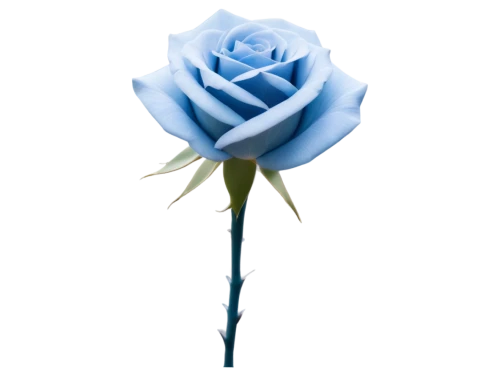 rose png,blue rose,blue rose near rail,flowers png,blue moon rose,rose flower illustration,blue flower,arrow rose,disney rose,bicolored rose,flower rose,peace rose,rose flower,water rose,lady banks' rose ,lady banks' rose,rosa,blue ribbon,carnation of india,cleanup,Illustration,Vector,Vector 05