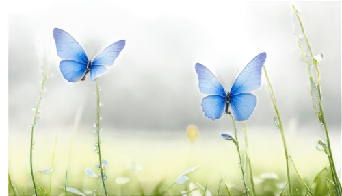 blue butterfly background,blue butterflies,butterfly background,satyrium (butterfly),mountain bluets,butterfly clip art,spring leaf background,harebell,blue butterfly,flowers png,flower background,ulysses butterfly,butterfly isolated,blue petals,spring background,common blue butterfly,blue flowers,siberian squill,isolated butterfly,flower illustrative,Illustration,American Style,American Style 06