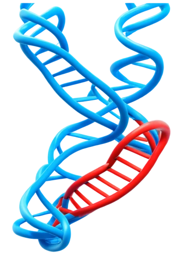 dna helix,dna strand,nucleotide,rna,double helix,dna,deoxyribonucleic acid,isolated product image,genetic code,pipe cleaner,biosamples icon,motor skills toy,outdoor play equipment,coil spring,cloud shape frame,membranophone,trefoil,limicoles,t-helper cell,the structure of the,Art,Classical Oil Painting,Classical Oil Painting 09