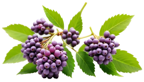 grape seed extract,elder berries,elderberry,boysenberry,syringa,wall,elderberries,myrica rubra,grape seed oil,currant decorative,berry fruit,loganberry,tulsi,black currant,schisandra,spirea,johannsi berries,wild berries,currant,bilberry,Illustration,Japanese style,Japanese Style 02