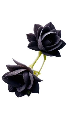 black hellebore,flowers png,black rose,paper roses,fabric flowers,fabric roses,bookmark with flowers,artificial flowers,artificial flower,black rose hip,paper flowers,paper rose,paper flower background,cut flowers,rose png,two-tone heart flower,minimalist flowers,bicolored rose,black streamers,mini roses,Illustration,Japanese style,Japanese Style 13