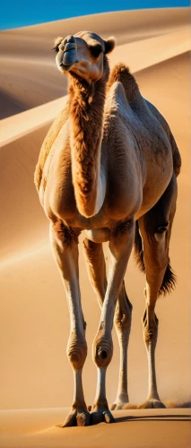 arabian camel,male camel,dromedary,dromedaries,shadow camel,two-humped camel,camel,camels,libyan desert,bactrian camel,camelid,camel caravan,merzouga,camelride,sahara desert,desert safari dubai,camel train,namib,sahara,desert safari,Art,Artistic Painting,Artistic Painting 08