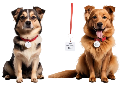 ear tags,dog training,obedience training,pet vitamins & supplements,malinois and border collie,service dogs,rescue dogs,rally obedience,dog leash,dog breed,ancient dog breeds,dog photography,harnesses,dog toys,dog pure-breed,german shepards,dog-photography,dog school,color dogs,dog walker,Illustration,Black and White,Black and White 29