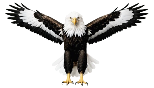 eagle vector,eagle illustration,eagle,eagle drawing,american bald eagle,bald eagle,eagle eastern,white eagle,sea head eagle,eagles,african eagle,eagle head,bald eagles,gray eagle,bird png,imperial eagle,fish eagle,patriot,of prey eagle,sea eagle,Illustration,Black and White,Black and White 25