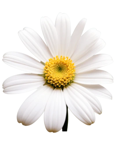 marguerite daisy,leucanthemum,oxeye daisy,ox-eye daisy,the white chrysanthemum,shasta daisy,white chrysanthemum,flowers png,marguerite,leucanthemum maximum,common daisy,daisy flower,mayweed,south african daisy,perennial daisy,wood daisy background,osteospermum,camomile flower,african daisy,bellis perennis,Art,Classical Oil Painting,Classical Oil Painting 37